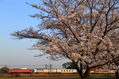 カシオペア×桜