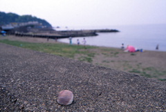 貝殻