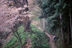 桜街道