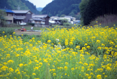 菜の花畑