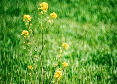 菜の花