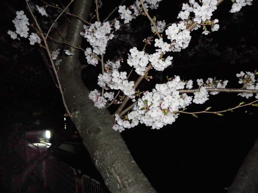 夜桜