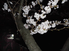 夜桜
