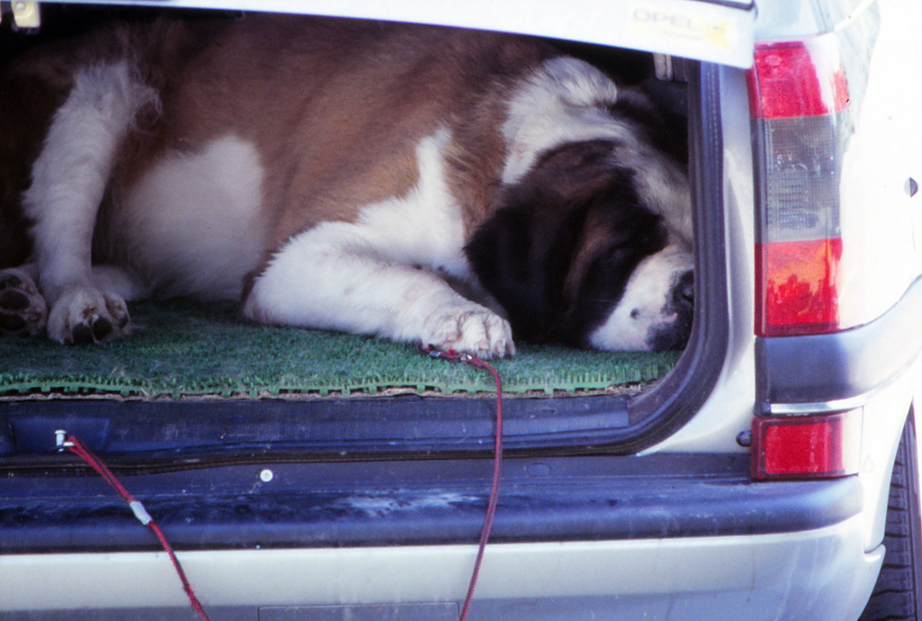 トランク犬