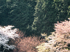 陽光