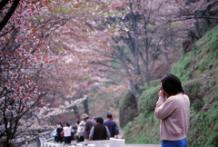 桜カメラマン