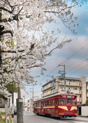 桜と阪堺電車