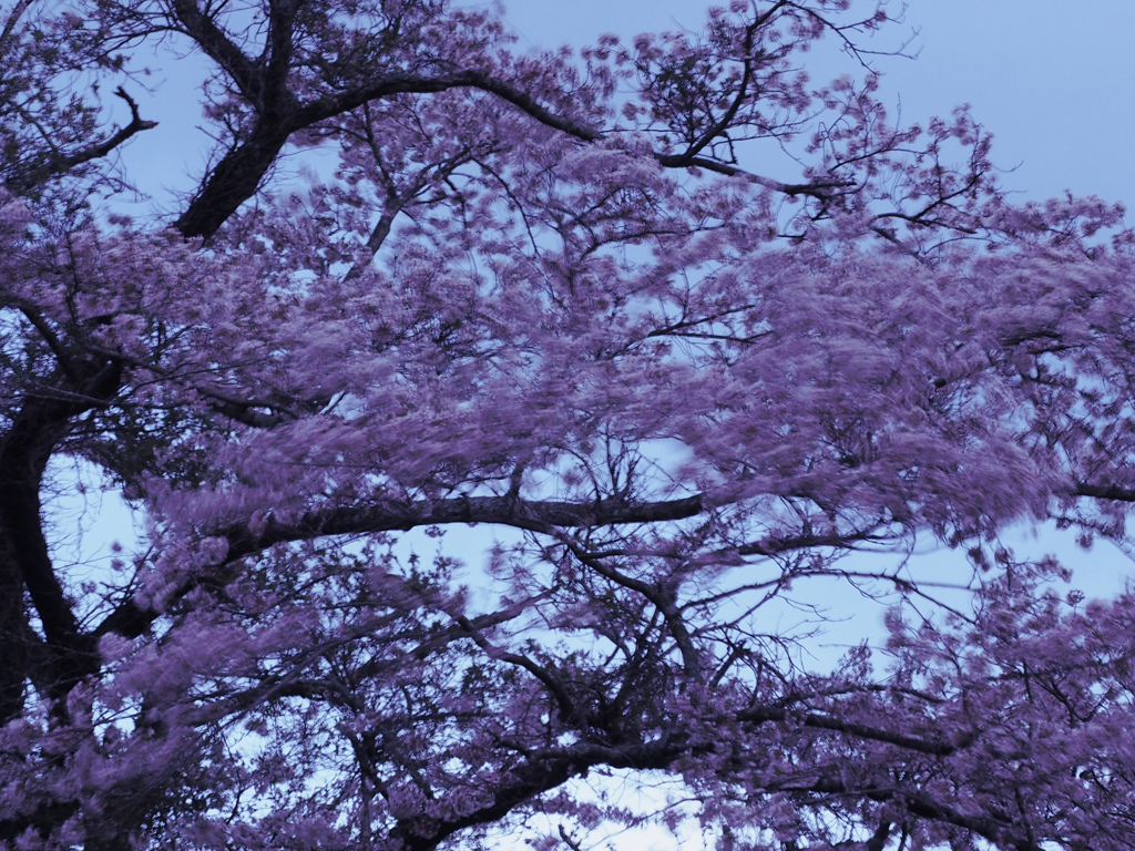 揺桜