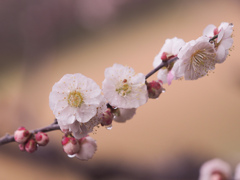 雨梅