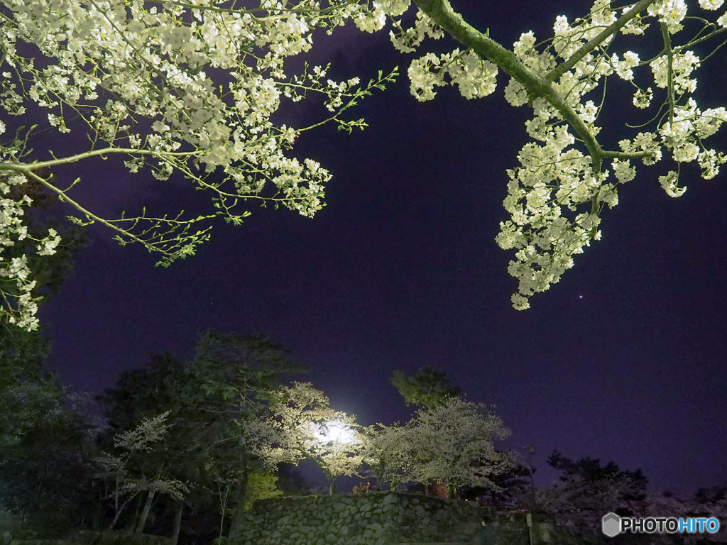 城桜