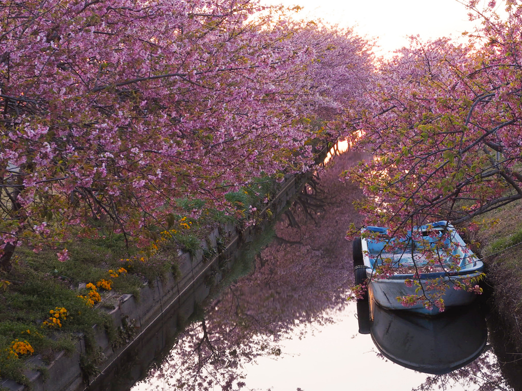 朝桜