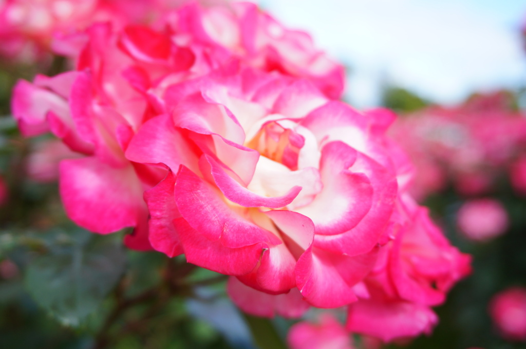 薔薇