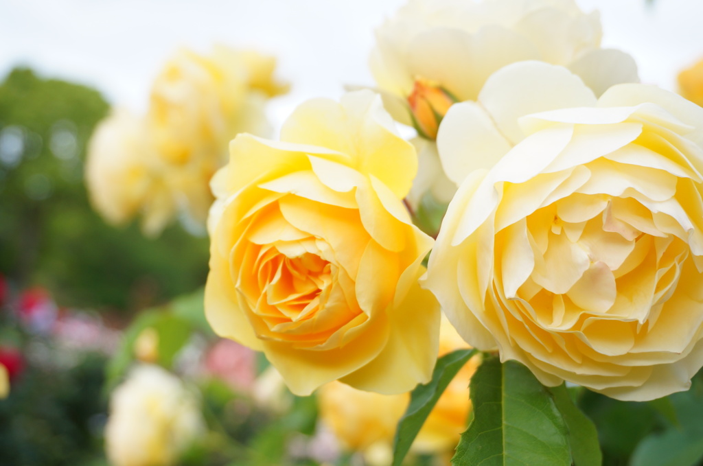 薔薇