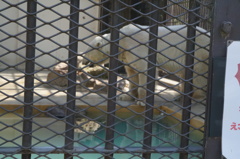 姫路市立動物園