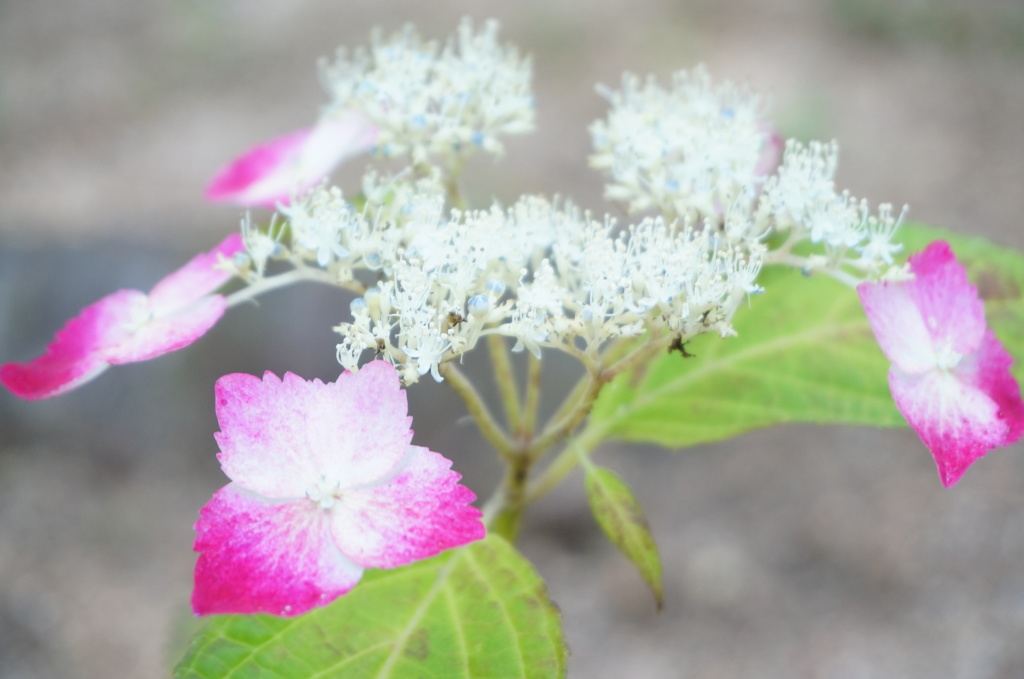 神戸市立森林植物園