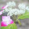 神戸市立森林植物園