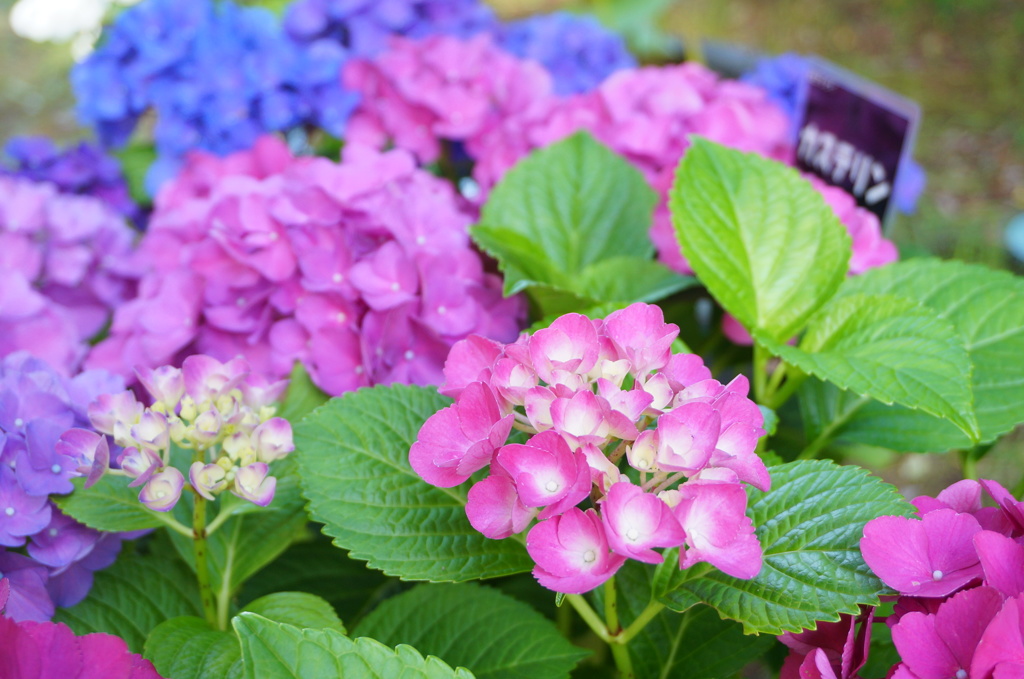 神戸市立森林植物園