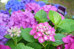 神戸市立森林植物園