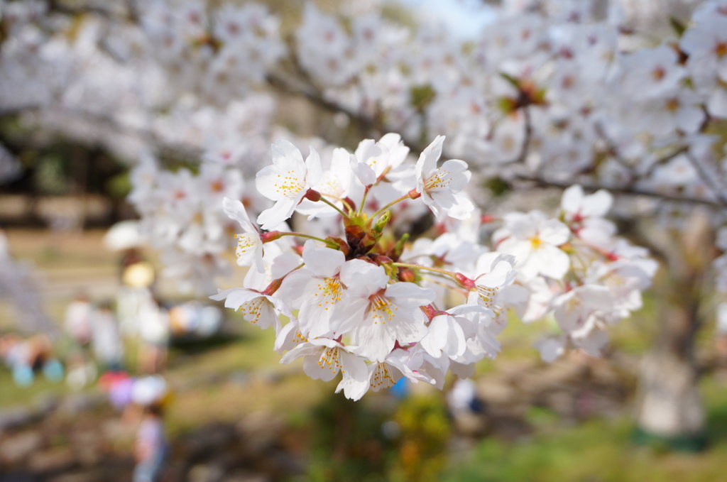 桜