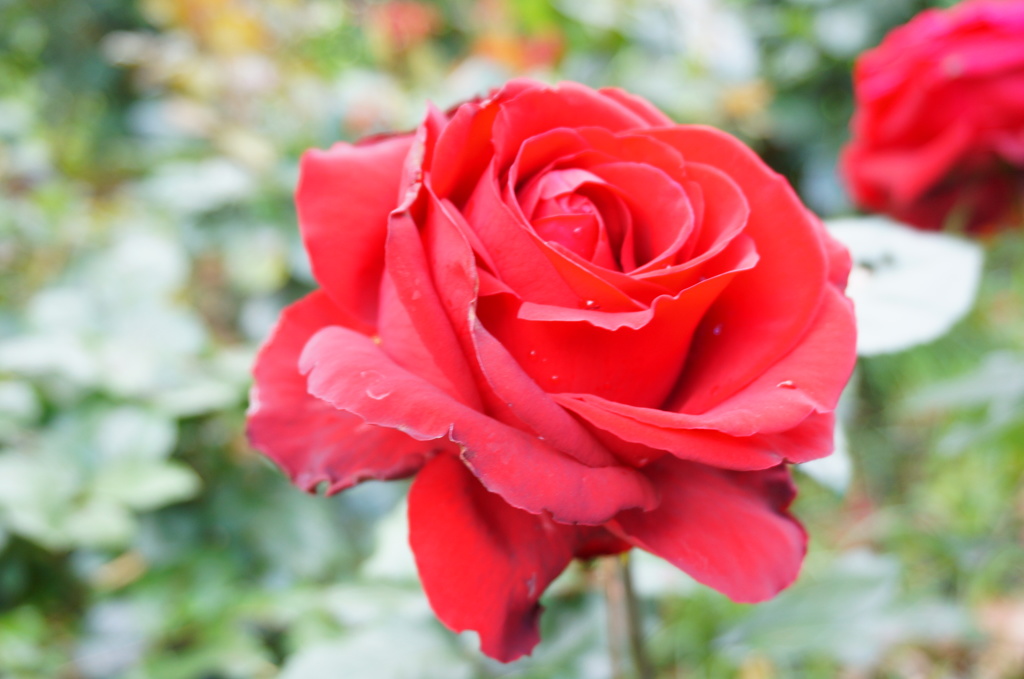 薔薇