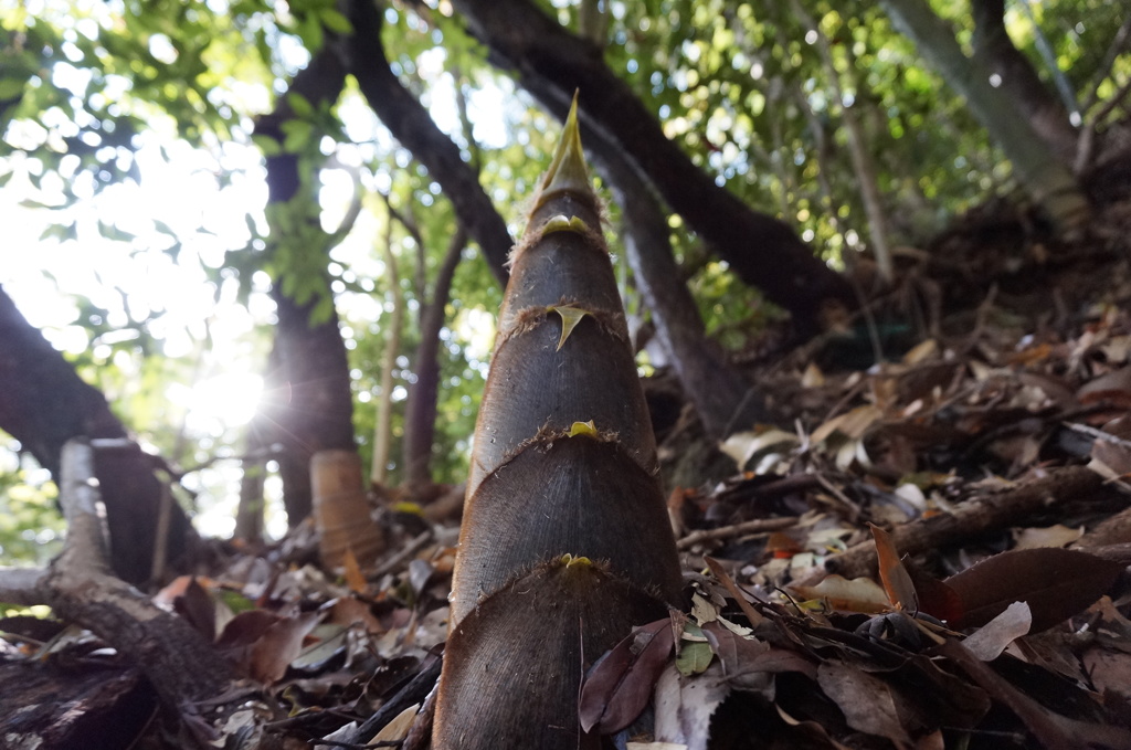 須磨離宮公園