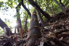 須磨離宮公園
