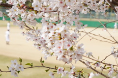 桜