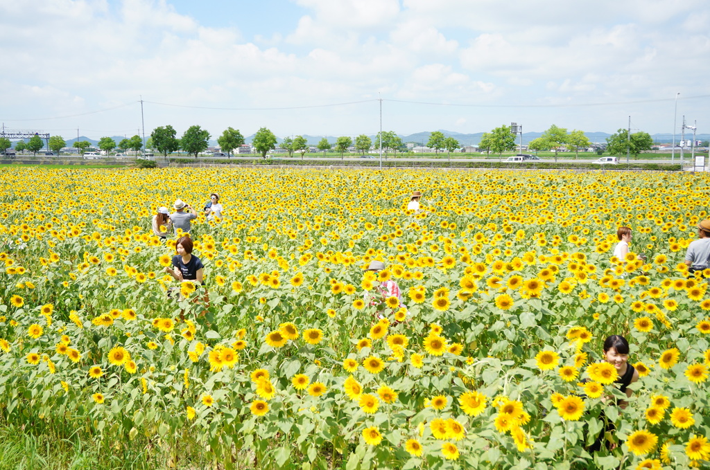 ひまわりの丘公園