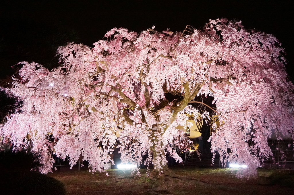 姫路城のしだれ桜