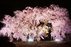 姫路城のしだれ桜