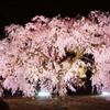 姫路城のしだれ桜