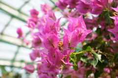 姫路市立手柄山温室植物園