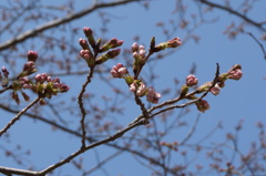 蕾