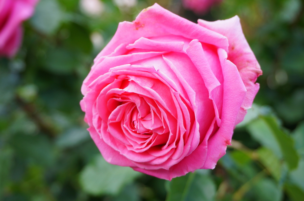 薔薇