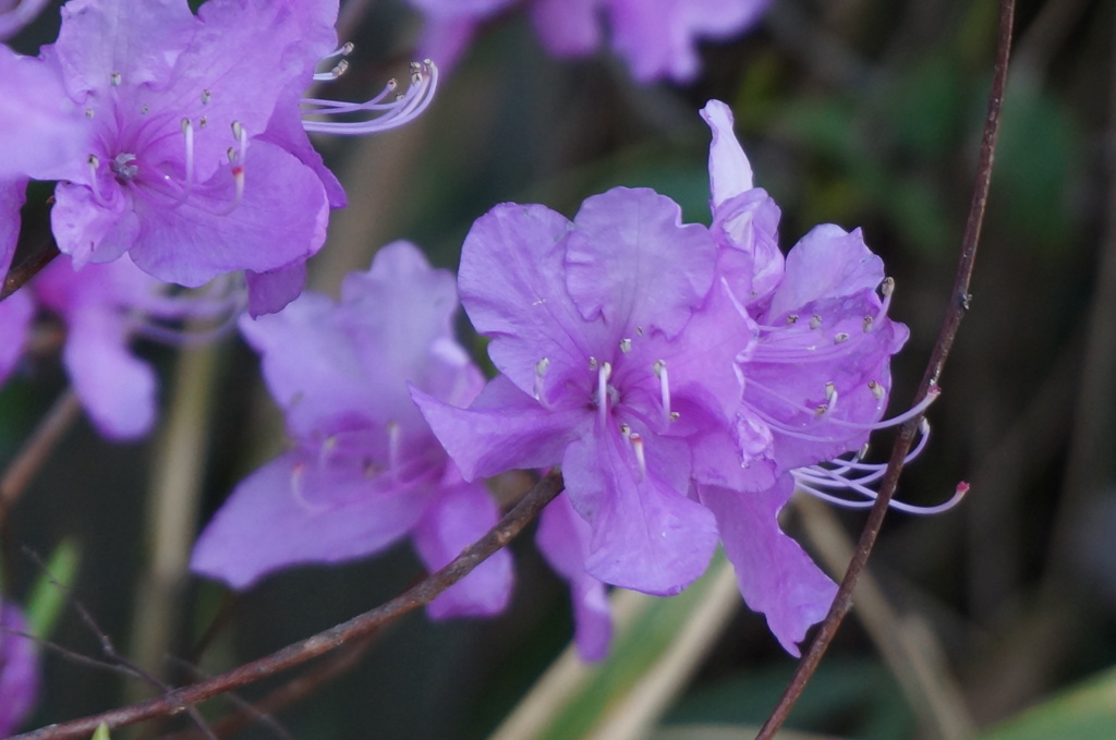 野山に咲く花