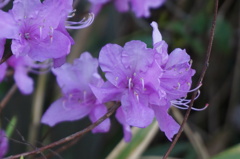 野山に咲く花