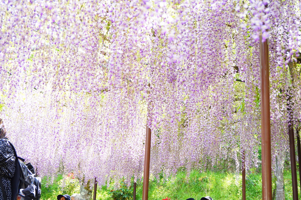 白毫寺