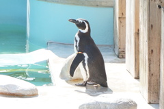 姫路市立動物園