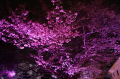 夜桜会