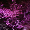 夜桜会
