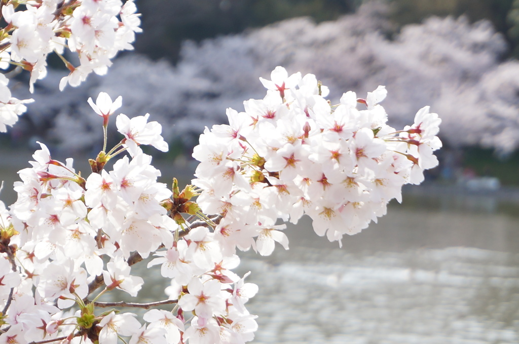桜