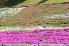 芝桜と野鳥
