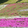 芝桜と野鳥