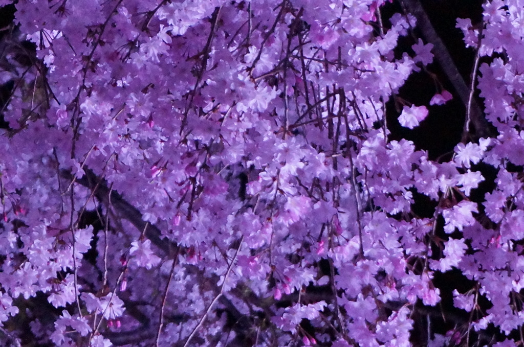 姫路城夜桜会