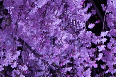 姫路城夜桜会
