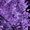 姫路城夜桜会