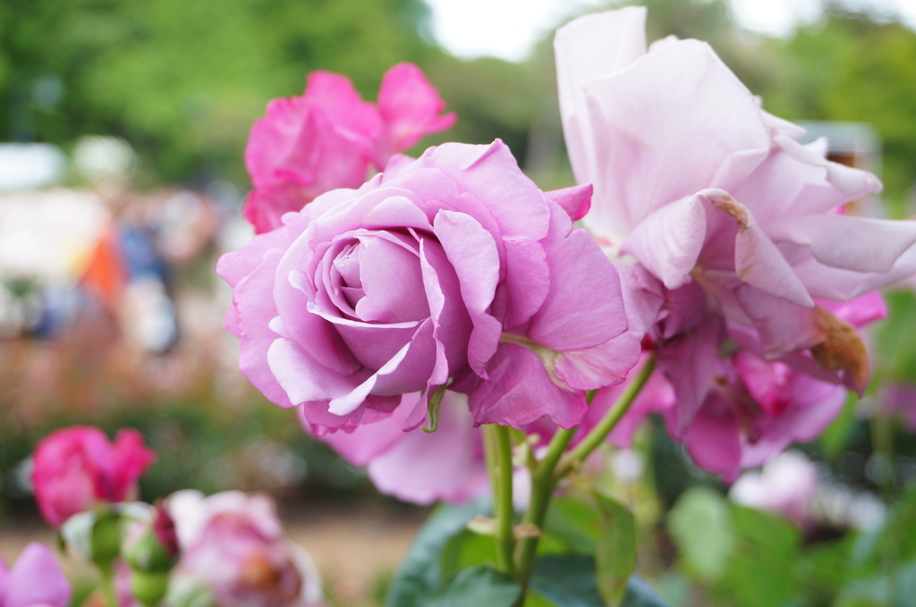 薔薇