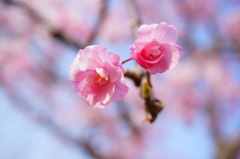 まるで薔薇のような桜
