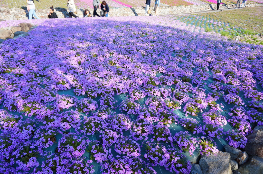 三木花のじゅうたん