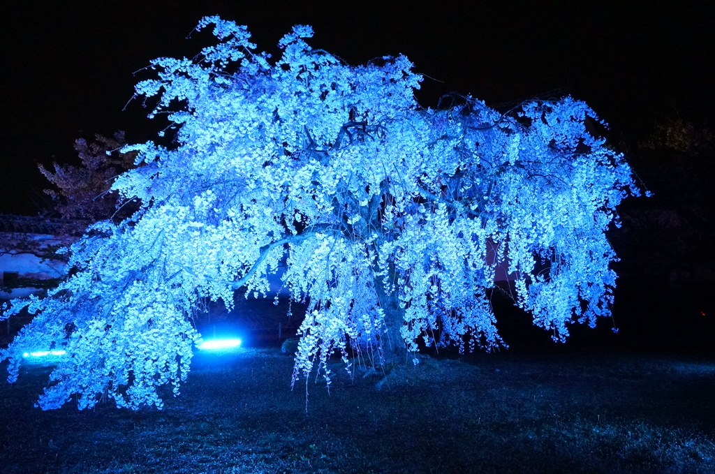姫路城夜桜会